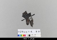 中國北京皮影藏品圖，第2張